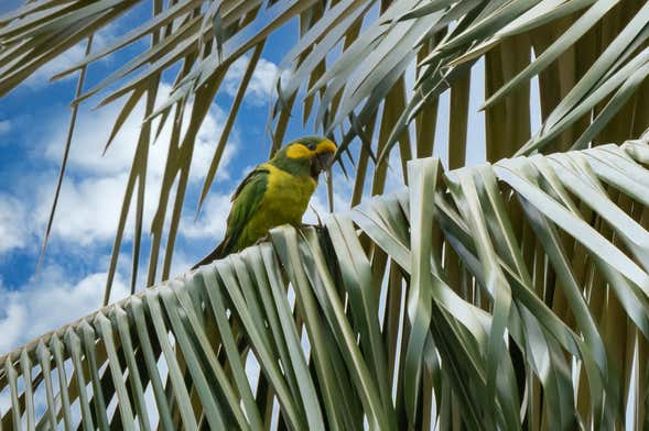 Avistamiento de aves en el santuario de palmas de cera