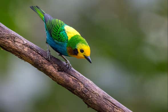 Birdwatching in Santa Rita Natural Reserve