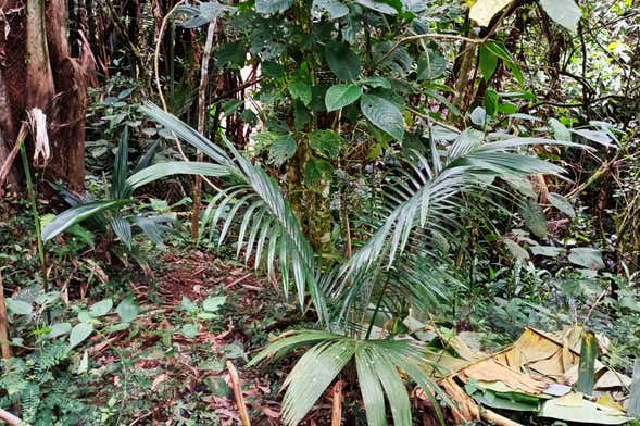 Excursión privada al santuario de palmas de cera de Tochecito