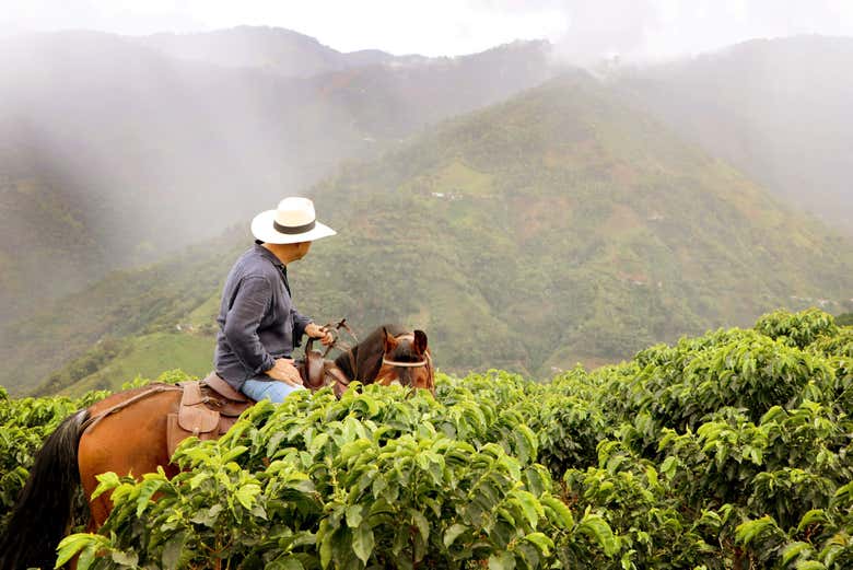 Touring a coffee plantation on horseback