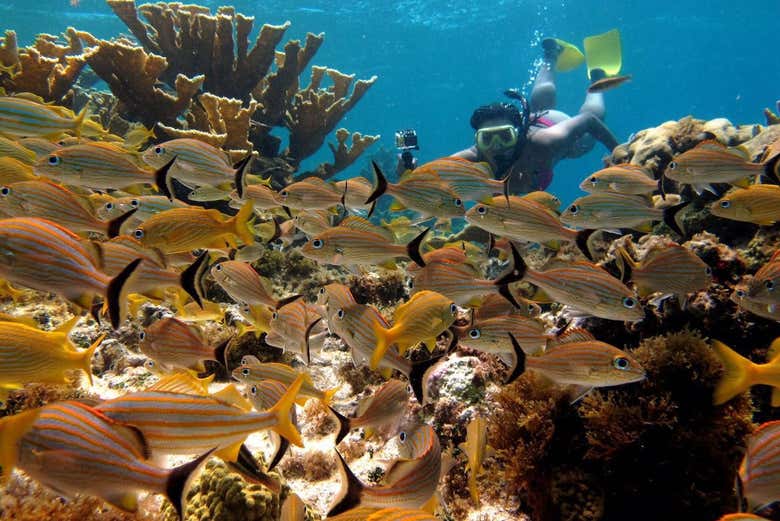 Practicando snorkel entre un banco de peces