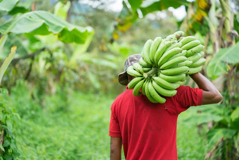 Recolección de frutas en Zona Bananera