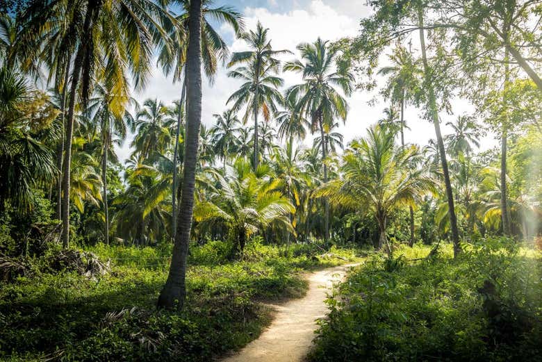 Tayrona Rainforest