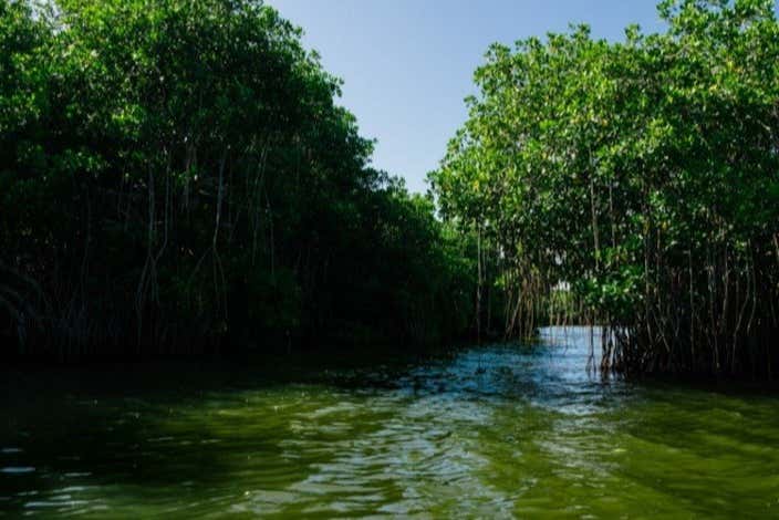 Descubriendo la naturaleza de Ciénaga