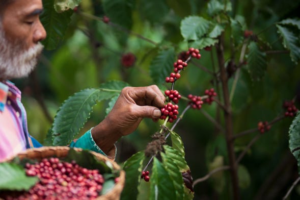 coffee tour santa marta