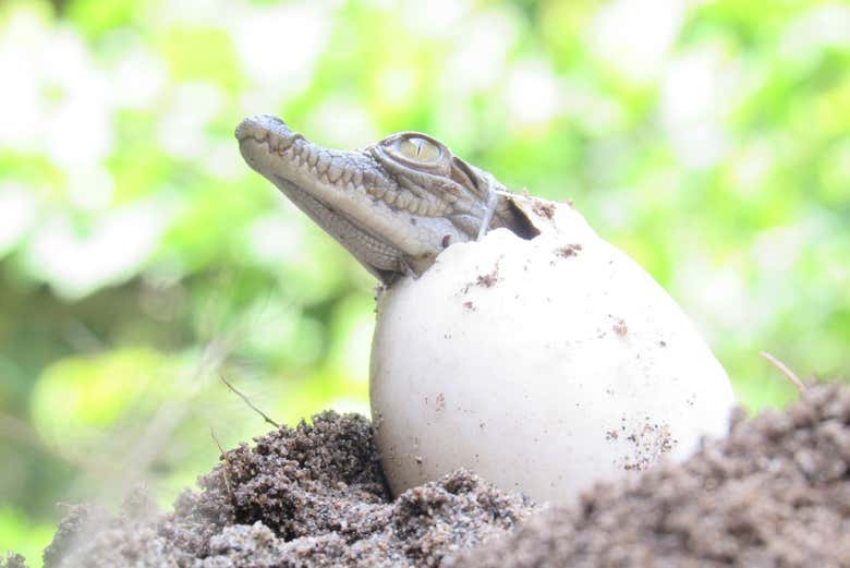 Un caimán de aguja saliendo del huevo