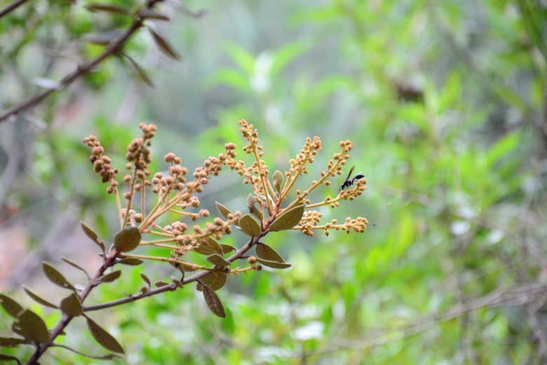 Iguaque Flora and Fauna Sanctuary