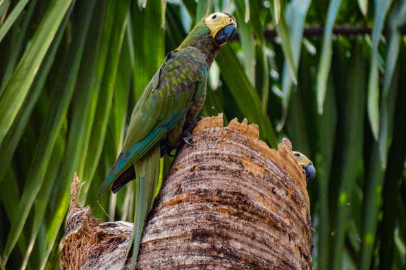 Birdwatching in Villavicencio