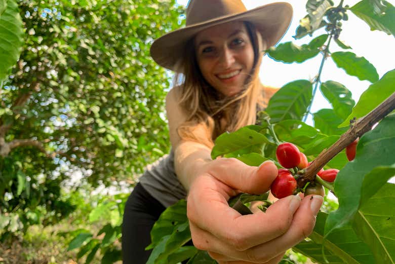 See how Colombian coffee beans are harvested