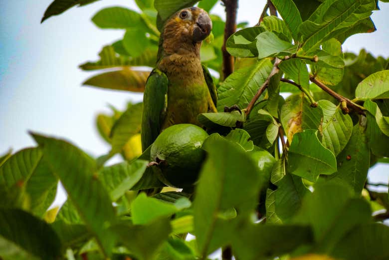 Parrot in the landscapes of Villavicencio