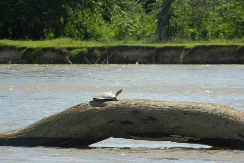 Veremos algunas tortugas durante la navegación