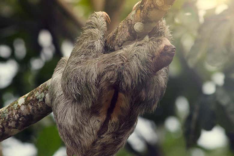 A sloth hanging from a branch