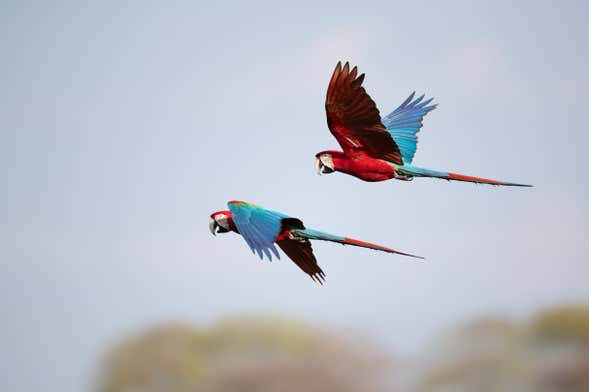 Rio Agujitas Farm Birdwatching Tour