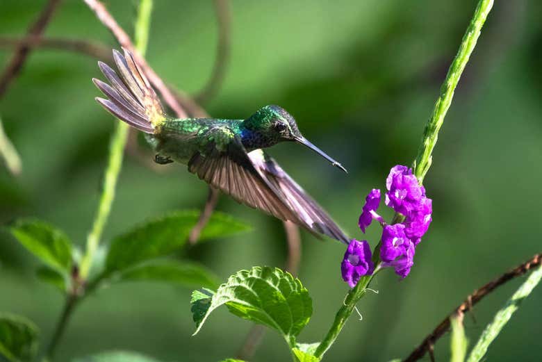 A hummingbird at the Río Agujitas Farm