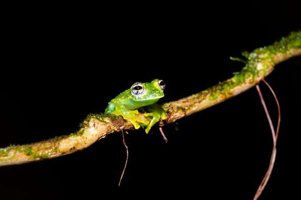 Senderismo nocturno por la finca Río Agujitas