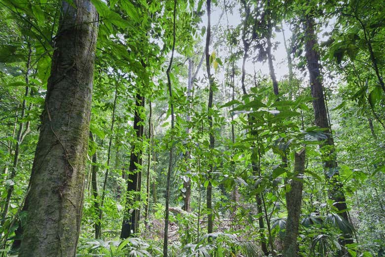 Exploring the tropical rainforest on horseback