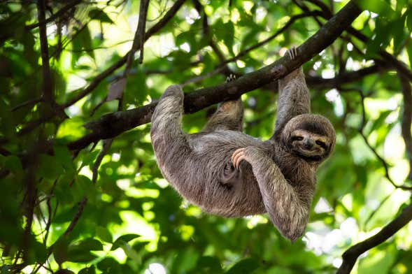 Visita ao Parque de Observação de Preguiças