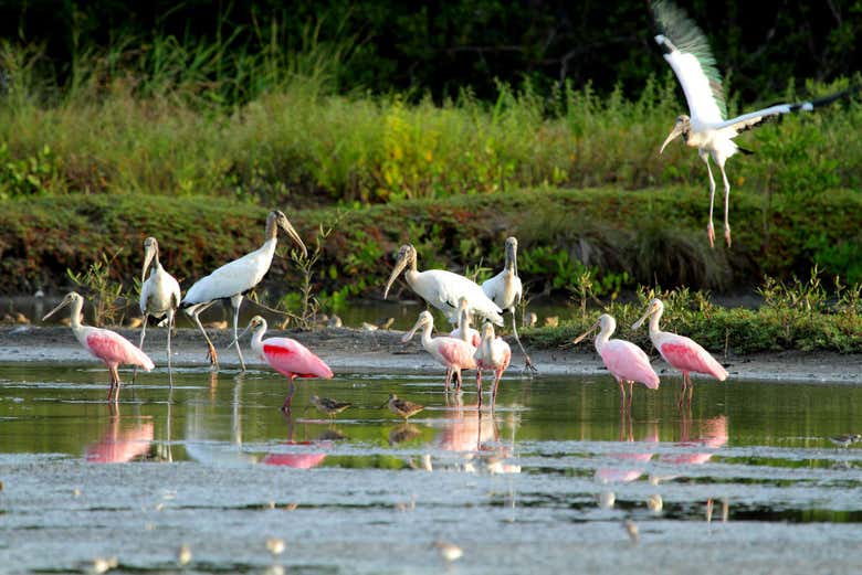 Flamencos en el refugio