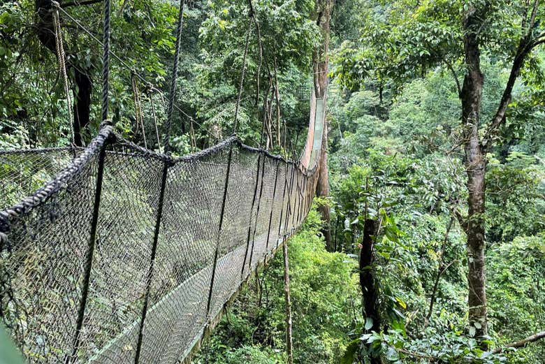 Un puente colgante en medio de la selva