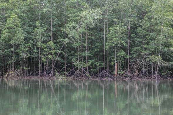 Manuel Antonio Mangroves Tour