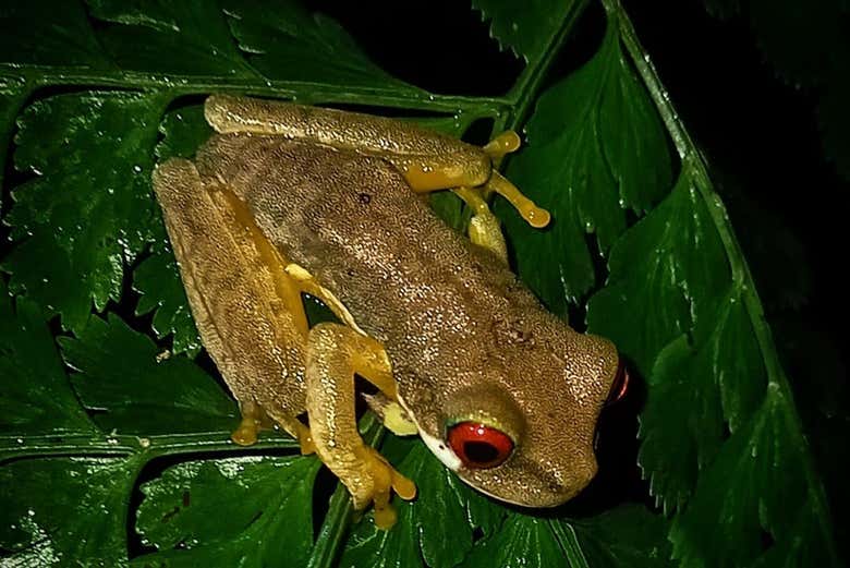 Spot nocturnal frogs