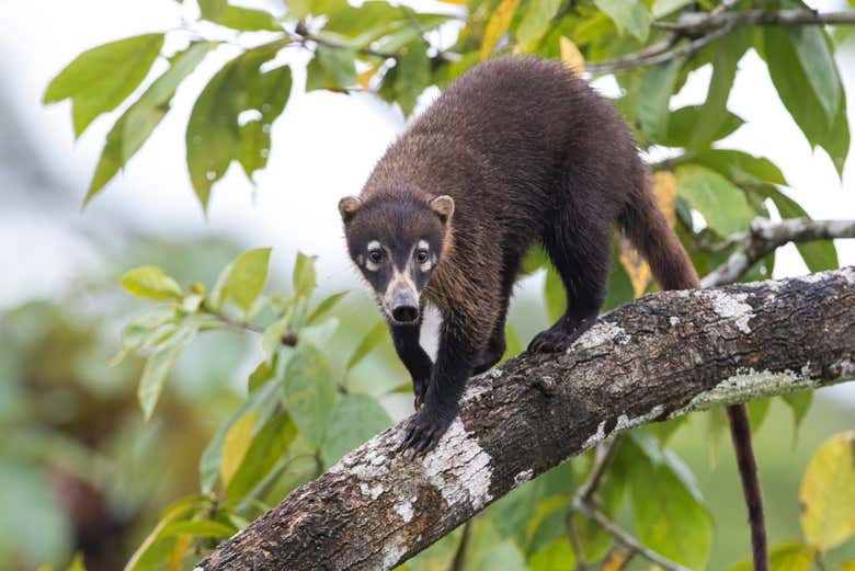 Un des coatis qui vivent dans la réserve de Curi Cancha