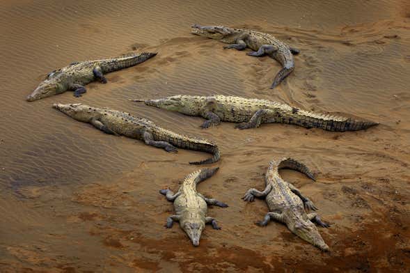 Crocodile Safari on the Tarcoles River