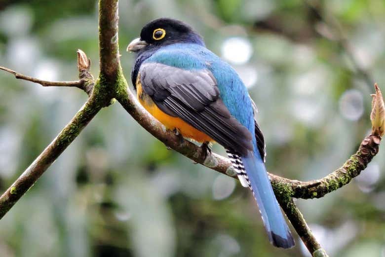 Oiseau du Toucan Rescue Ranch