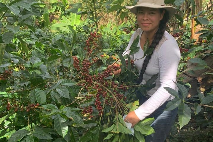 tarrazu coffee tour