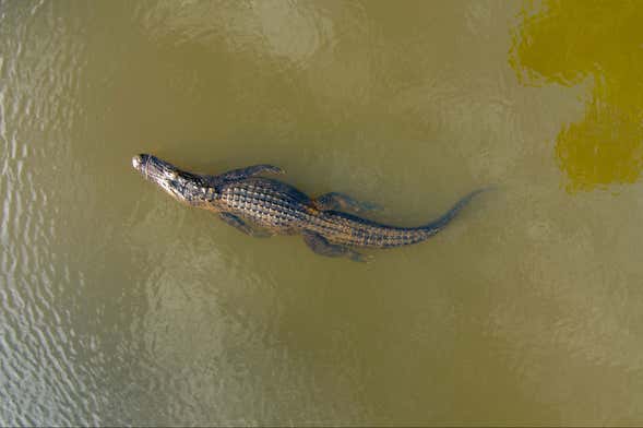 Tárcoles River Crocodile Safari