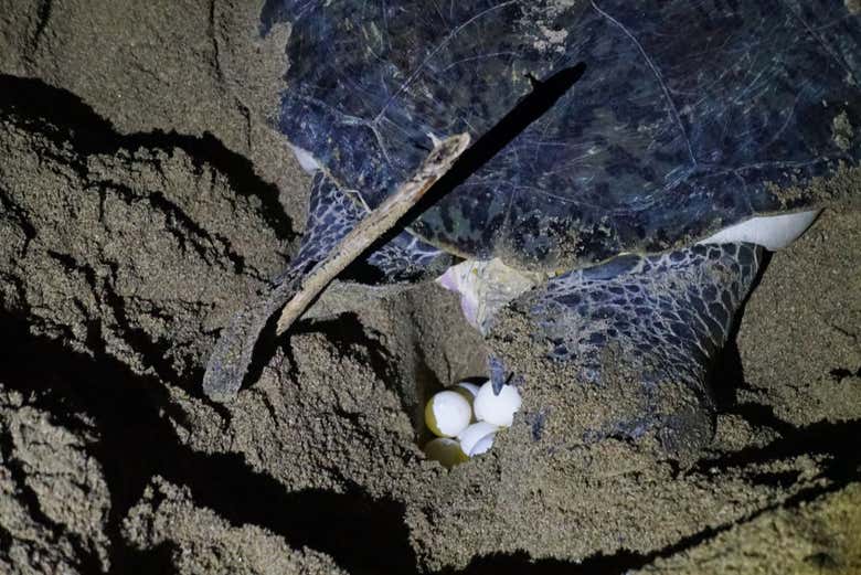 El milagro de la vida en el desove de estos reptiles 