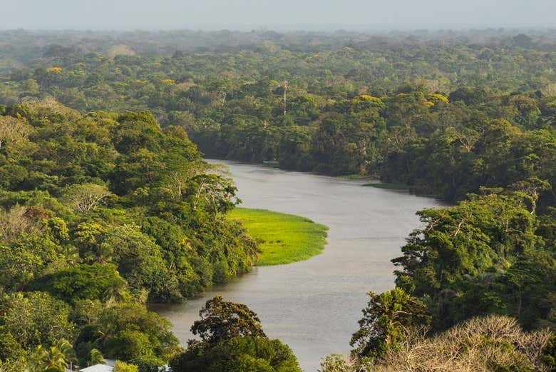 Get views of the tropical forest and canals