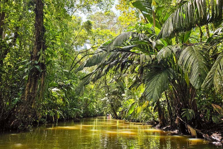 Explore the Tortuguero National Park!