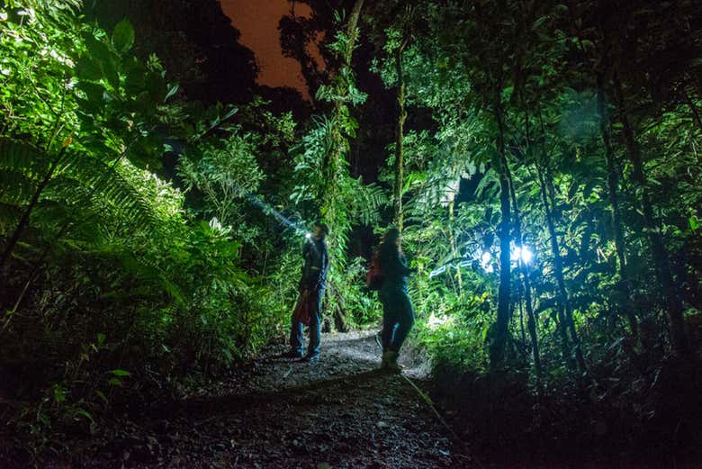 Esplorando la foresta di sera