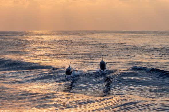 Medulin Sunset Dolphin Watching