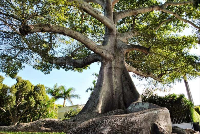 La ceiba ceremonial que visitaremos