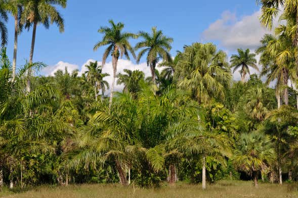 Excursion au jardin botanique de Cienfuegos