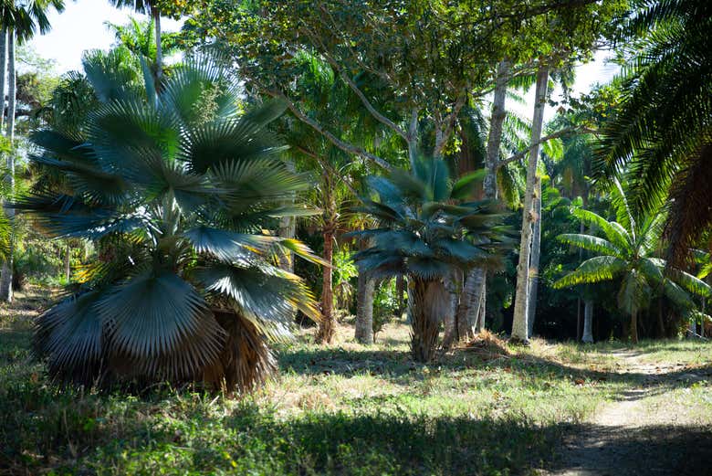 Arbres du jardin botanique de Cienfuegos