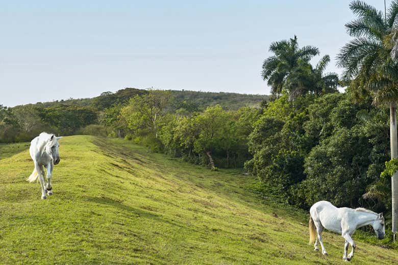 Say hello to the horses!