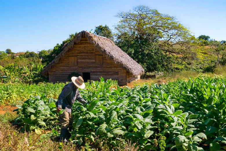 Plantación de tabaco en el Valle de Viñales