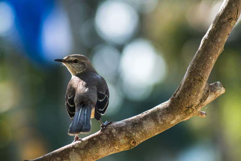 Uno de los pájaros que veremos en el Zoo de La Habana