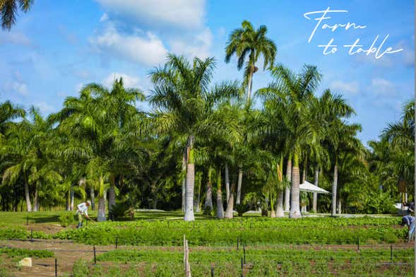 Hacienda El Patrón Tour