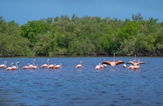 Ciénaga de Zapata National Park Tour