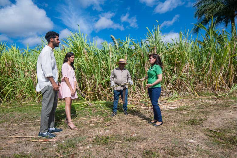 Visiting a sugar cane plantation