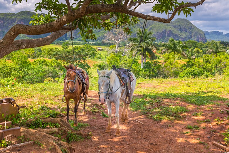 Paraíso dos Cavalos Fazenda – Apps no Google Play