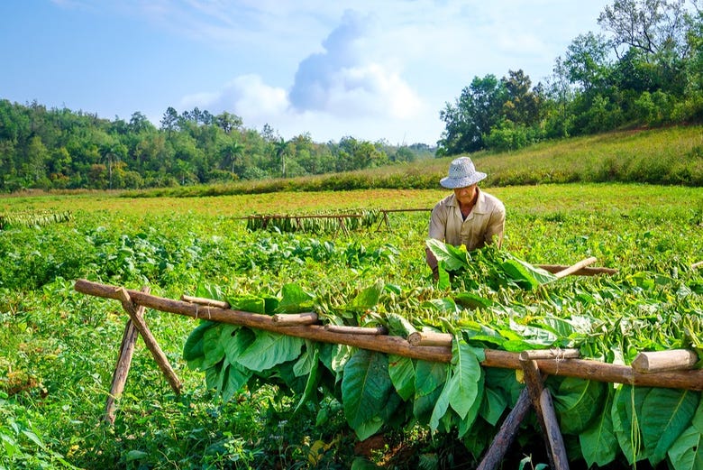 Tour a tobacco plantation