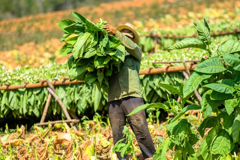 Le piantagioni di Tabacco di Viñales