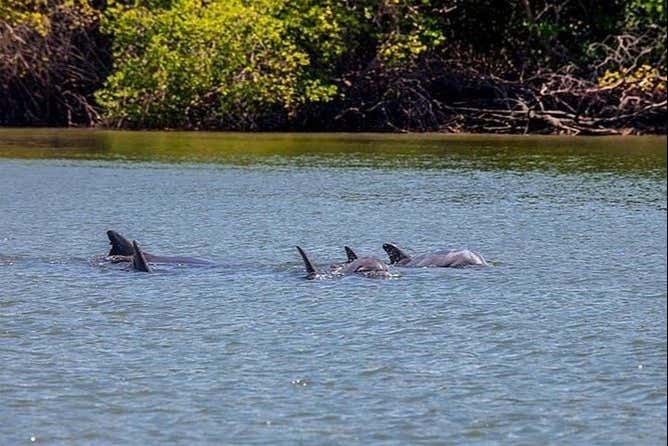 Avistando una manada de delfines