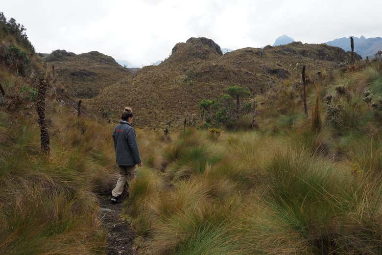 Walking around the trails of the Cajas National Park