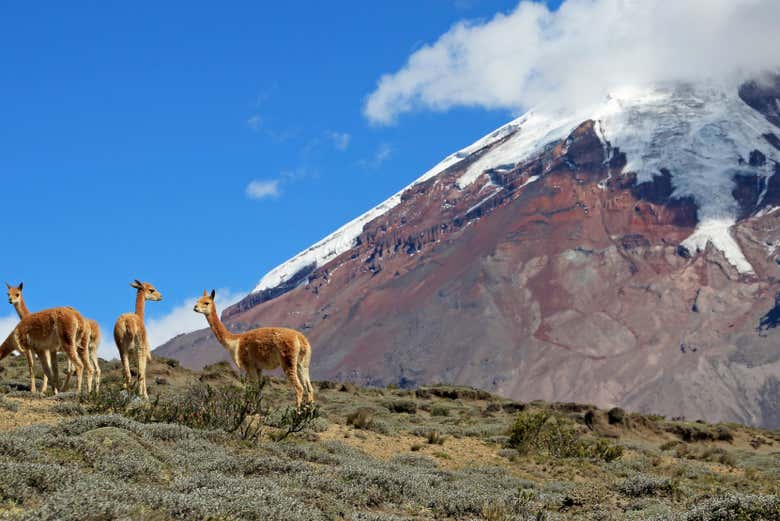 Vicuñas en la ladera del Chimborazo